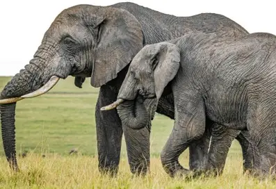 6-Day Kenya Private Migration Safari